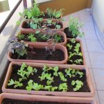 Horta em casa saiba como cultivar