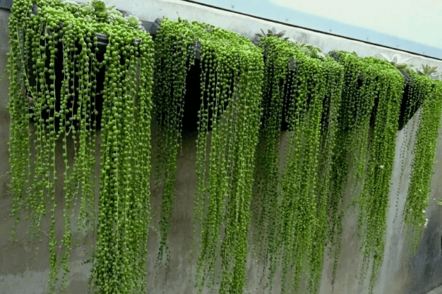 suculenta colar de pérola suculenta colar de pérola