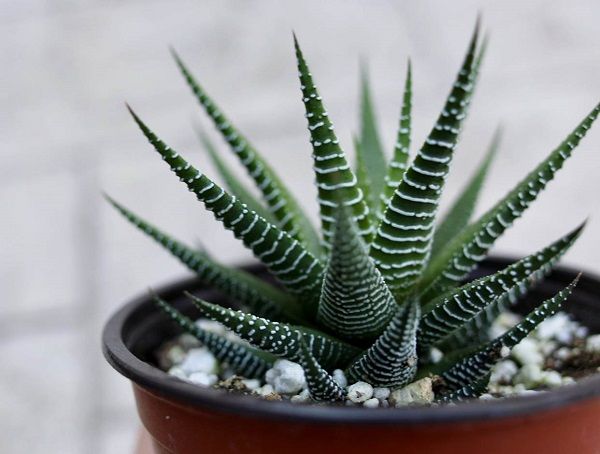 suculentas zebra suculentas zebra