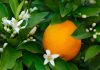 Água de flor de laranjeira: confira seus benefícios flor de laranjeira