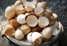 Casca de ovo: o adubo orgânico para as suas plantas Casca de ovo para plantas