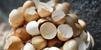Casca de ovo: o adubo orgânico para as suas plantas Casca de ovo para plantas