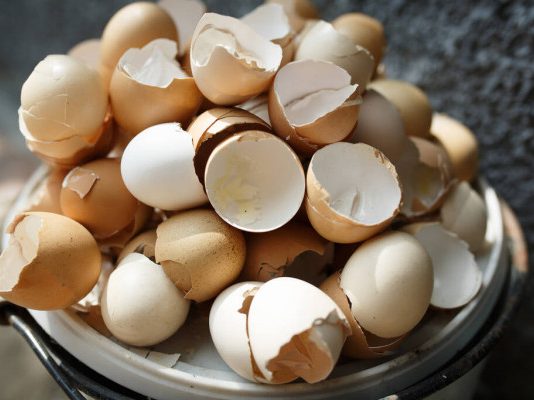 Casca de ovo para plantas